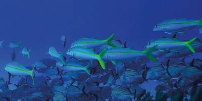 Denizlerde değişen tuzluluk ve pH dengesi balıkları olumsuz etkiliyor