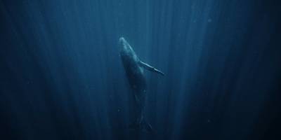 İklim değişikliği ve gürültü denizleri sessizleştiriyor