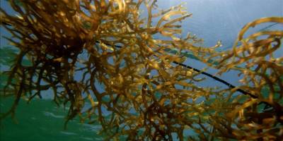 Avustralya''da "zehirli deniz yosunları" nedeniyle "doğal afet" ilan edilmesi isteniyor