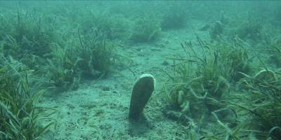 Marmara Denizi'ndeki son araştırmada müsilaja rastlanmadı