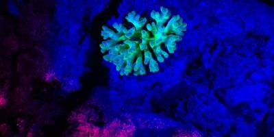 Su altındaki biyolojik ışıma Kızıldeniz'de "balıkgözüyle" kayıt altına alındı