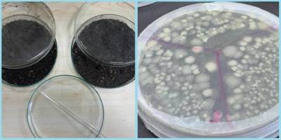 Petrolle kirlenmiş topraklar deniz bakterileriyle temizleniyor