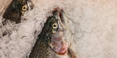 Doğu Karadeniz'den 81,5 milyon doları aşan Türk somonu ihracatı