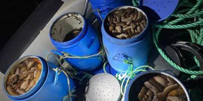 Deniz patlıcanlarını imha etmek yerine satmaya çalışan kişi yakalandı