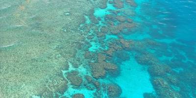 Büyük Set Resifi'ndeki mercan örtüsü rekor seviyede azaldı