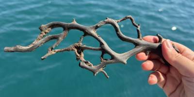 Siyah ve taş mercanlar deniz ekosistemi için kritik önemde