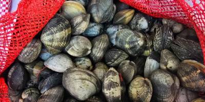 Edirne'de kaçak avlanan 650 kilogram kum midyesi ele geçirildi