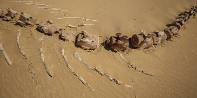 Yaklaşık 26 milyon yıllık keskin dişli balina türü keşfedildi