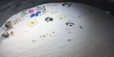 6 balık türünde mikroplastik miktarı araştırıldı