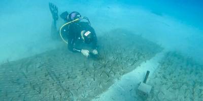 Göcek’te 2.000 Yaşında Deniz Çayırı Keşfedildi
