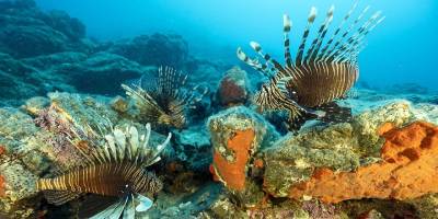 Mersin kıyılarında ekosistem tehlike altında