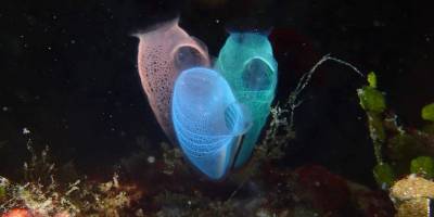 Deniz canlıları yaşlanmaya ve kansere çözüm olacak