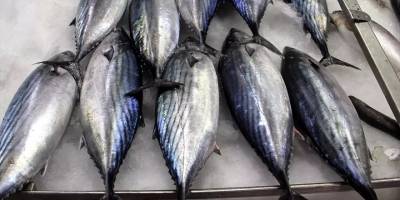 Sinop'ta balıkçılar torik bereketi yaşıyor