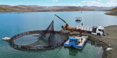 Bayburt'ta yetiştirilen Türk somonlarının Rusya'daki sofralara yolculuğu başladı