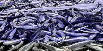 Trabzon'daki balıkçı tezgahlarında hamsi bolluğu yaşanıyor