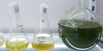 Balık yetiştiriciliği atıkları alglere dönüştürülerek denizlerin kirlilik yükü azaltılıyor