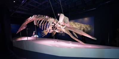 "Okyanusun Devleri" sergisi İstanbul'da açıldı