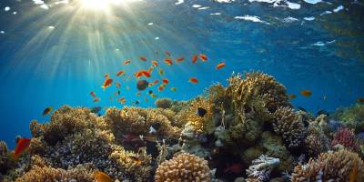 Açık denizlerdeki biyoçeşitlilik 2026’da uygulan­maya başlanacak