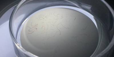 İzmit Körfezi'ndeki her 10 balıktan 4'ünde mikroplastik tespit edildi