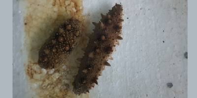 Türkiye kıyılarındaki Japon denizhıyarının popülasyonu araştırılacak