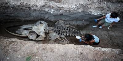 Topraktan çıkarılan balina iskeleti MEÜ Deniz Canlıları Müzesi'nde sergilenecek