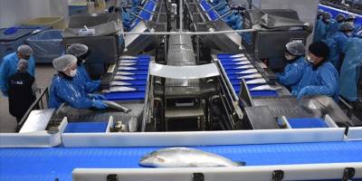 Türk somonu ihracatı yılın 9 ayında 369 milyon dolara yaklaştı