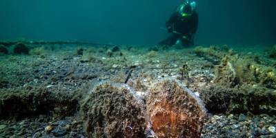Marmara'da bebek pina sayısı artıyor