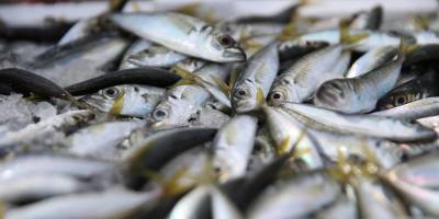 Ordu'da denize açılan balıkçıların yüzü istavritle gülüyor