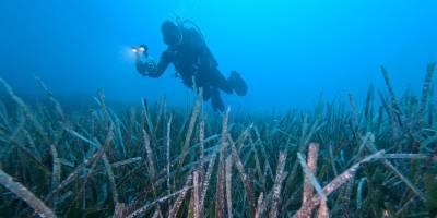 Ekilen 10 bin deniz çayırının yüzde 70'i hayata tutundu
