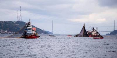 DMM, "İstanbul Boğazı'nda balık soykırımı yaşanıyor" iddiasını yalanladı