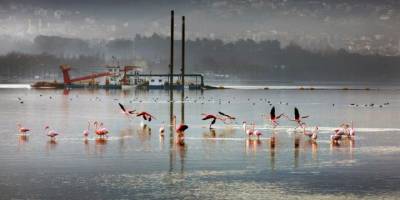 İzmit Körfezi'nde deniz ekosistemi hayat buluyor