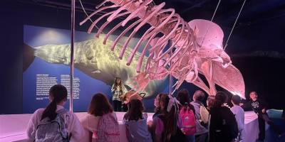 İstanbul Akvaryum'un Okyanusun Devleri sergisi ziyaretçilerini bekliyor