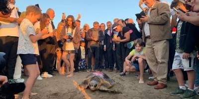 Caretta caretta "Cumhuriyet" mavi sularda 1 yılda 500 kilometre yol katetti