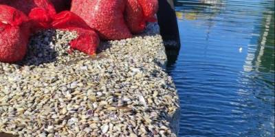 Samsun'da 200 kilogram midye ele geçirildi