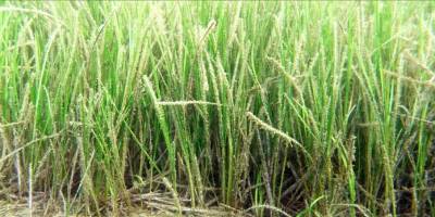 Denizlerin akciğerleri "çayırlar" kirlilik nedeniyle sığ sulara çekiliyor