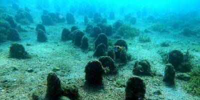 Marmara'da pinalarla ilgili farkındalık projesi başlatıldı