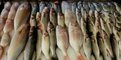 Türkiye'nin denizlerinde yaşayan balık türlerindeki azalma alarm veriyor