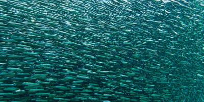 Karadeniz hamsisi soğuk sulara yöneliyor