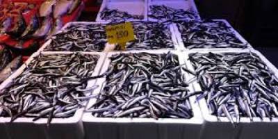 Doğu Karadeniz'de hamsi büyüklüğü ve bolluğuyla yüzleri güldürüyor