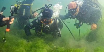 Dip çamurunun alındığı yerde yeni bir ekosistem oluşmaya başladı