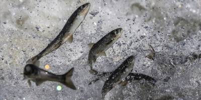 Van Gölü'nde "inci kefali" için av yasağı başladı