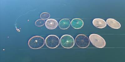 Türkiye su ürünleri yetiştiriciliğinde Avrupa'nın zirvesinde