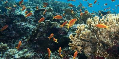 Karayipler'de sert mercan örtüsü 1980-2024 döneminde yüzde 48 azaldı