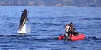Katil balinalar ve yunuslar avlanırken birbirlerine yardımcı oluyor
