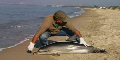 Kuşadası'nda ölü yunus sahile vurdu