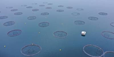 Elazığ'daki tesis havyarda üretim üssü olmak için çalışıyor