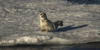 Deniz buzullarındaki kayıp fok neslinin tükenme riskini artırdı