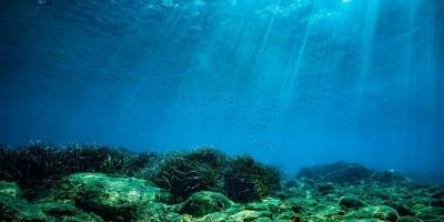 En yaşlı canlı araştırmacıların hatası yüzünden öldü