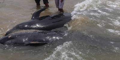 Karaya vuran 5 pilot balina öldü