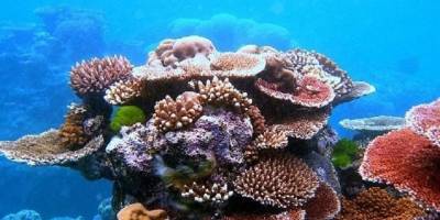 Okyanus Asitlenmesinde Kritik Eşik Aşıldı: Bilim İnsanlarından 2025 Uyarısı